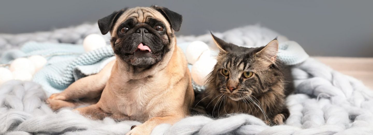 A change for the better, make no bones about it — the reforms to the Dog and Cat Management laws in South Australia