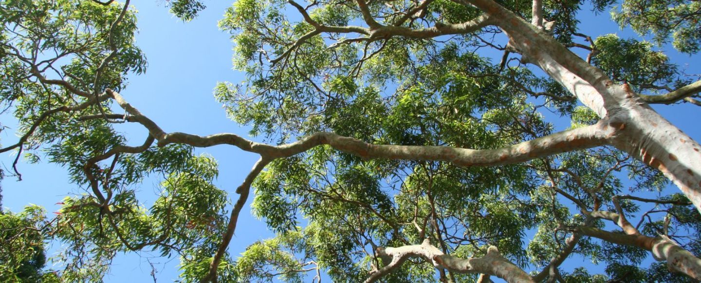 Regulated and Significant Trees Legal Seminars